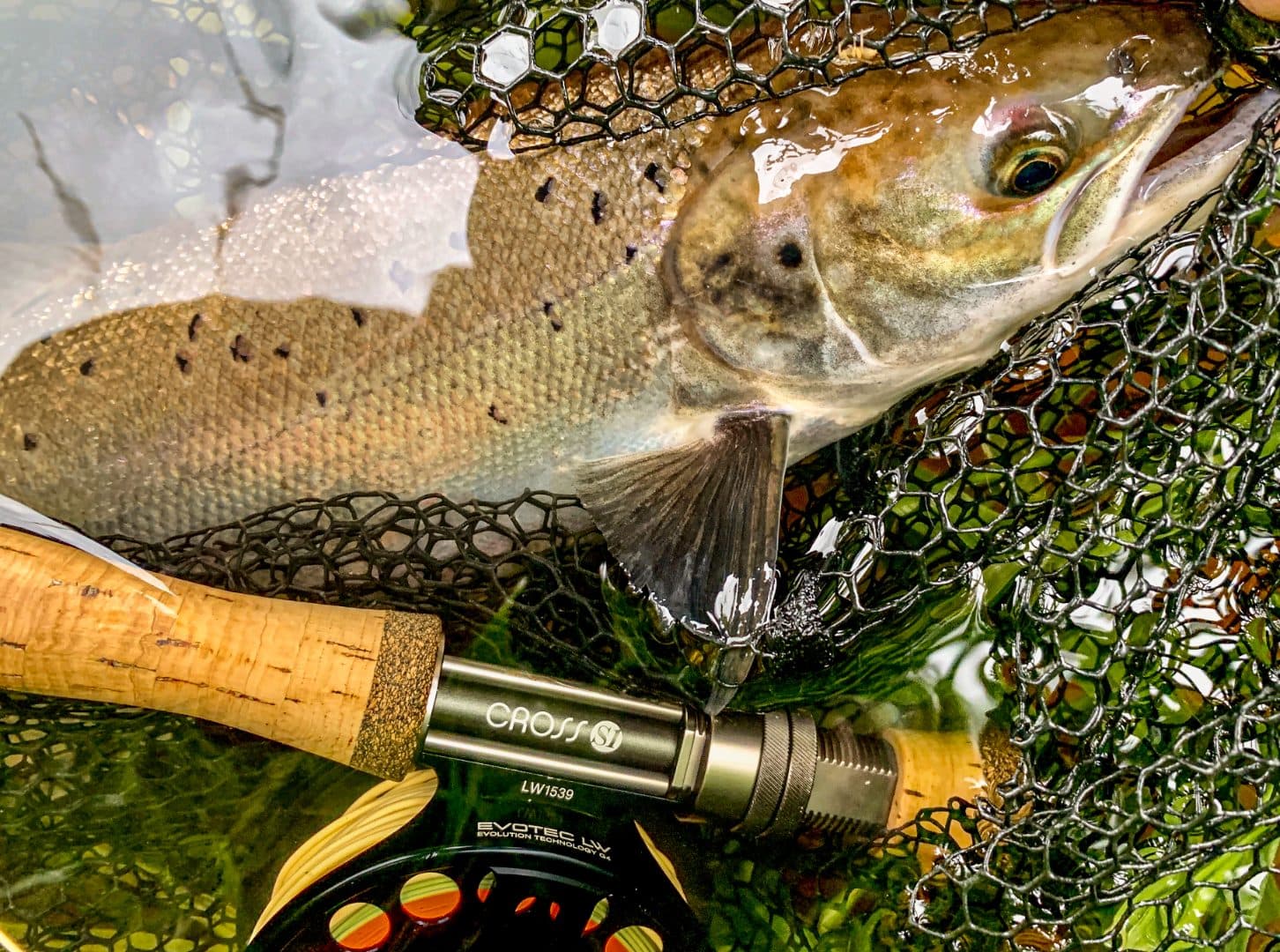 Allan Water Angling Improvement Association (AWAIA)